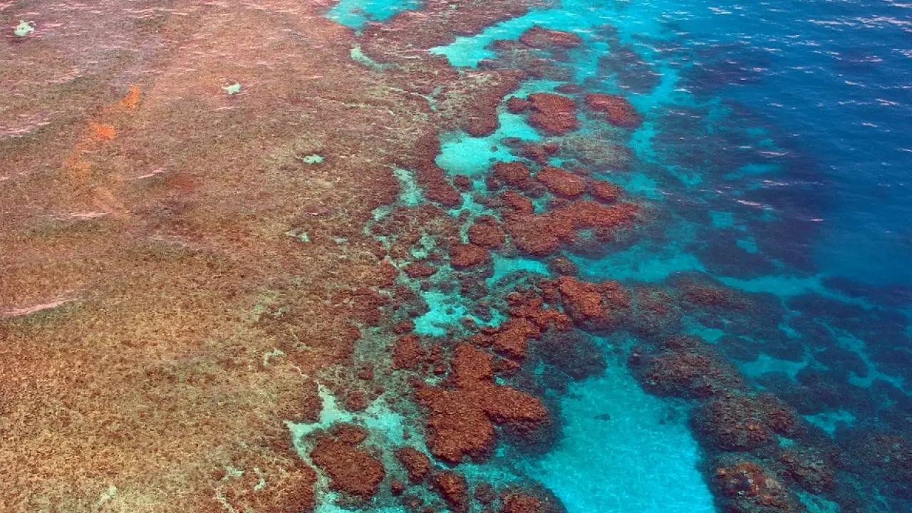 Imagem aérea da Grande Barreira de Corais, na Austrália, mostrando recifes de coral multicoloridos submersos em águas azul-turquesa, destacando a biodiversidade e a beleza do ecossistema marinho.