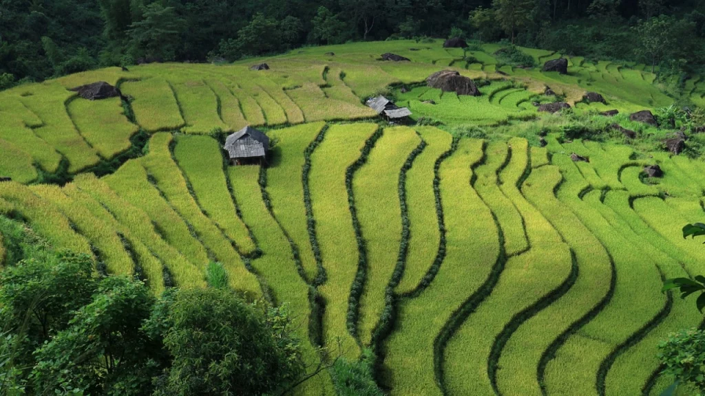 Os belos campos de arroz em terraços de Sapa, Vietnã, formam um cenário de tirar o fôlego, com suas paisagens verdes e exuberantes.