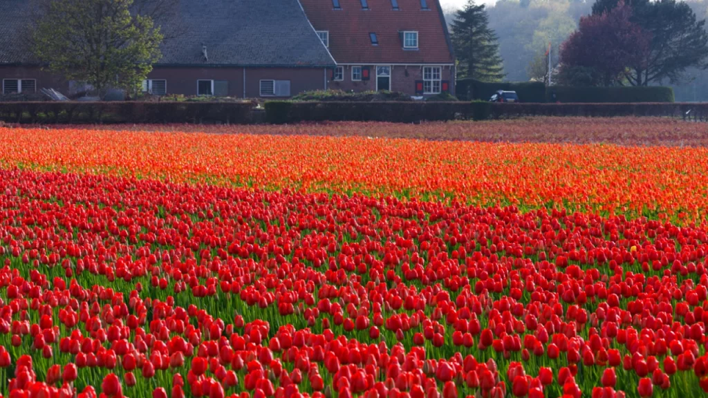 Campo extenso de tulipas vermelhas na Holanda, com uma casa de campo ao fundo, em um dia de primavera.