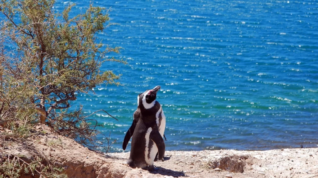 Um pinguim de Magalhães em Punta Tombo.