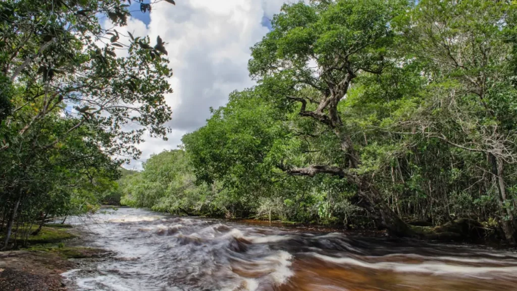 Rio de águas escuras cercado por mata nativa, representando a exuberante natureza da região de Presidente Figueiredo.