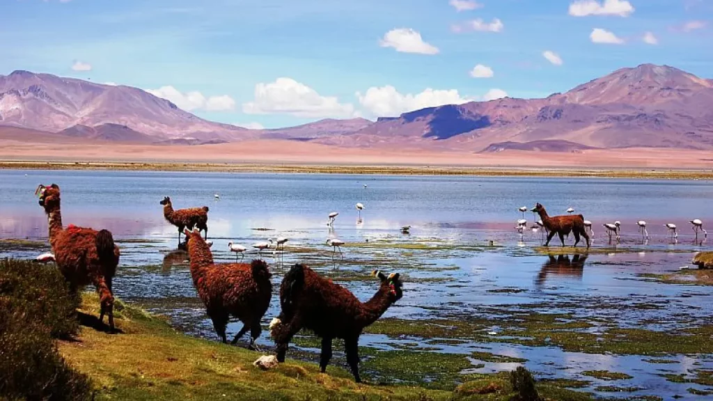 Lhamas e flamingos em uma lagoa no Deserto do Atacama, Chile, com montanhas e céu azul ao fundo.
