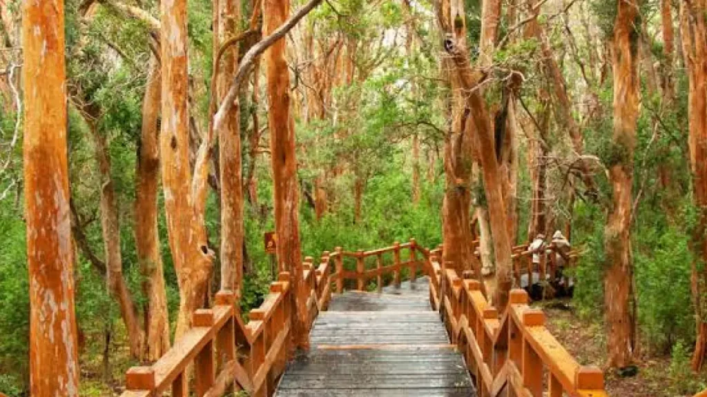 Passarela de madeira cercada por árvores de tronco alaranjado no Bosque de Arrayanes, com vegetação verde ao redor.