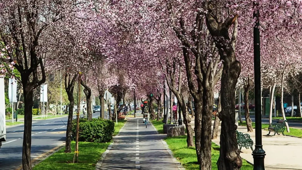 Alamedas floridas em Providencia, Santiago, com ciclovia entre árvores de flores rosas e bancos ao longo da calçada.
