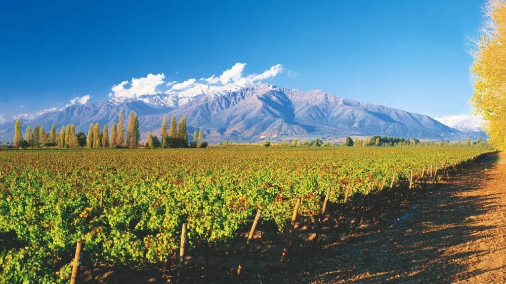 Vinhedos chilenos verdes com a Cordilheira dos Andes ao fundo sob um céu azul claro.