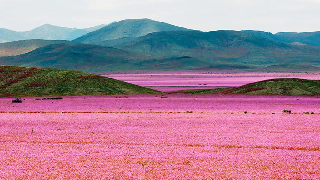 Paisagem do deserto do Atacama coberta por flores, um fenômeno raro que ocorre a cada poucos anos após chuvas intensas.