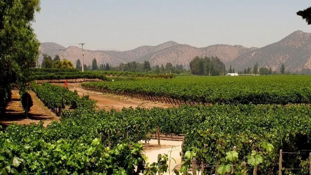 Parreirais verdes em uma vinícola próxima a Santiago com montanhas ao fundo e céu claro de verão chileno.
