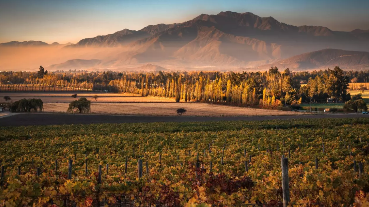 Vista dos vinhedos da vinícola Haras de Pirque com a Cordilheira dos Andes ao fundo durante o entardecer no Valle del Maipo.