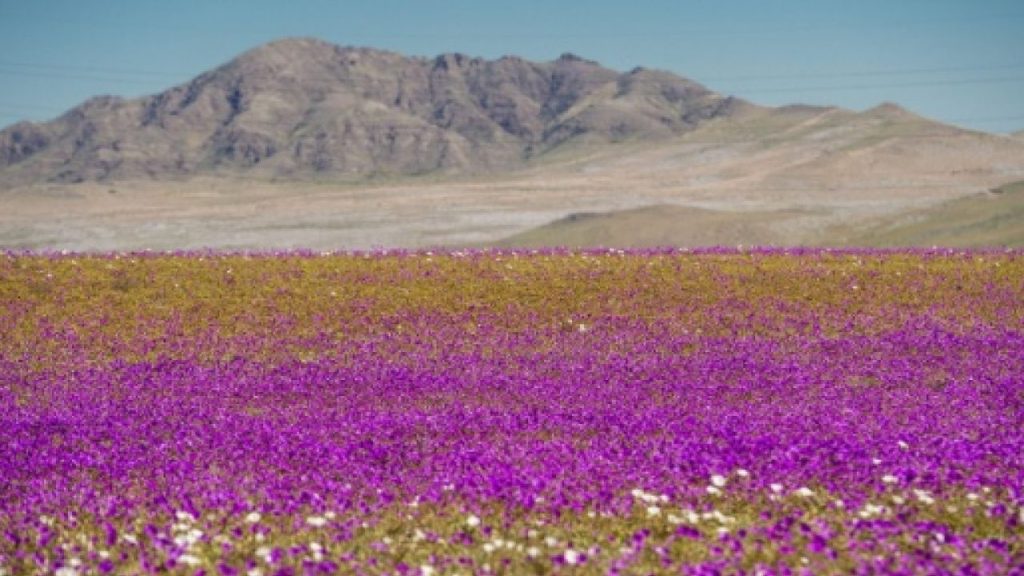 Campo de flores coloridas no Deserto do Atacama durante a primavera chilena