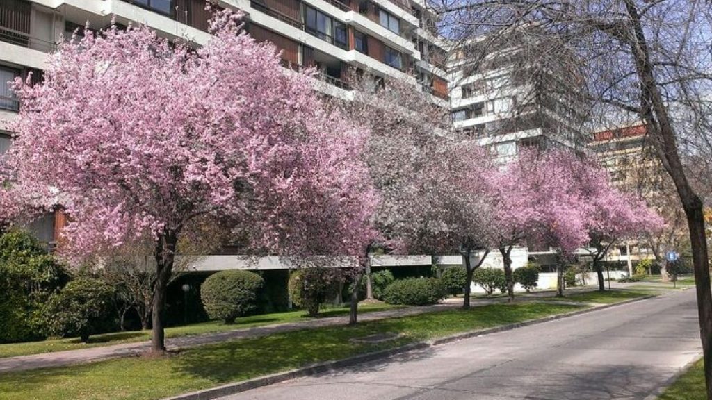 Árvores de flores rosas na primavera em Santiago do Chile