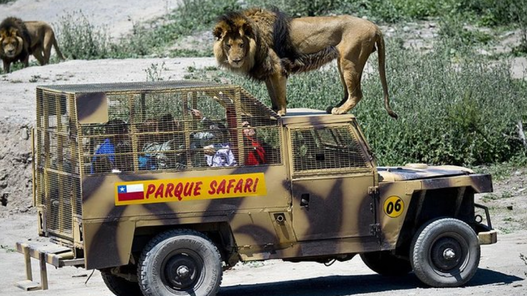 Leão sobre veículo de proteção com visitantes no Parque Safari de Rancagua, uma das atrações próximas a Santiago do Chile para famílias.