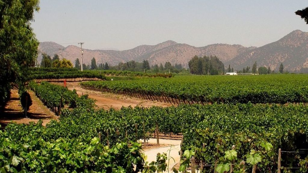 Vinhedos verdes no Chile durante a primavera, com montanhas ao fundo
