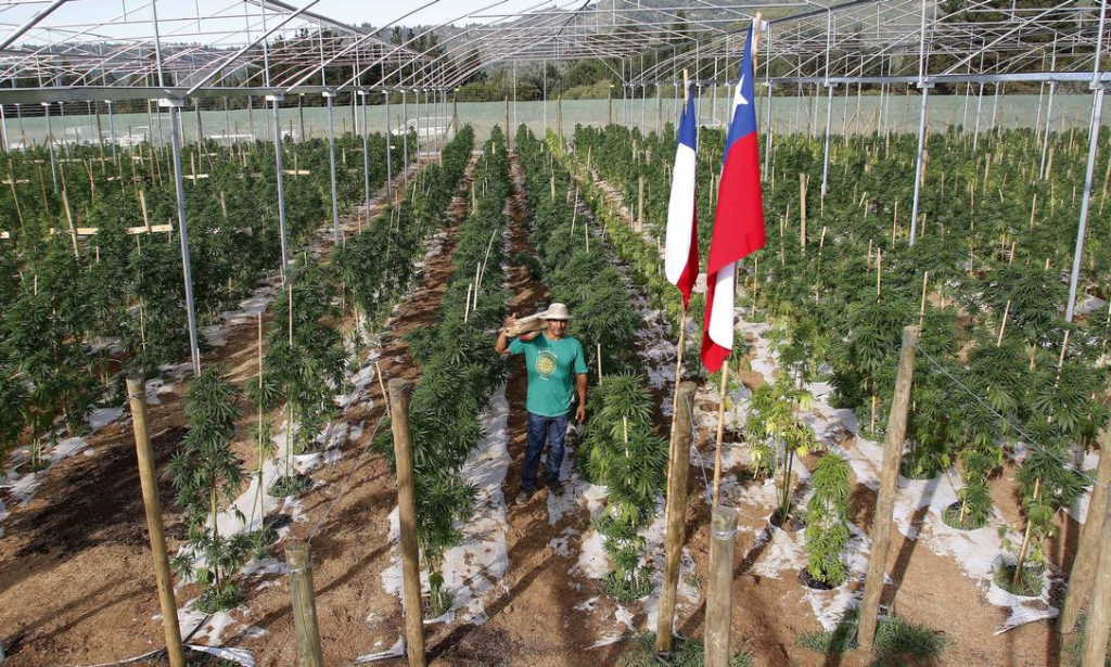 Uso de maconha no Chile