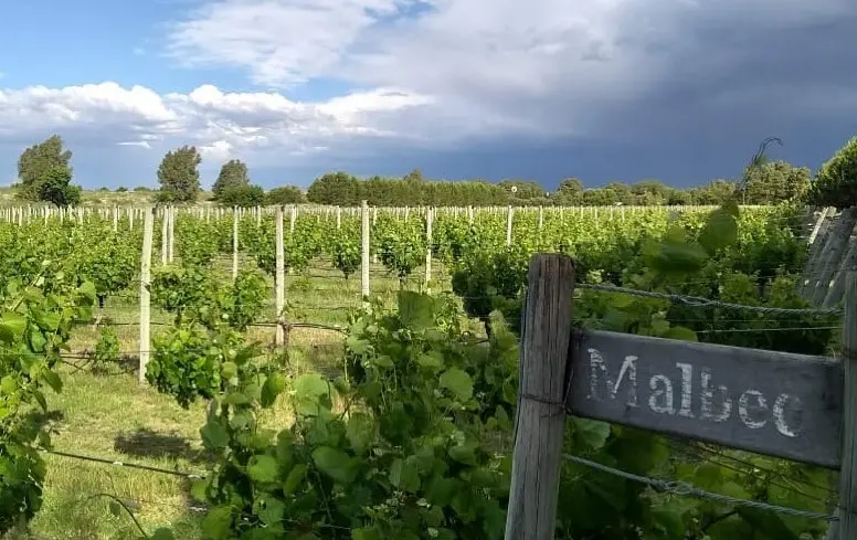 Vinícola Malbec